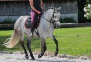 Rare ! PRE taille poney 