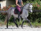 Rare ! PRE taille poney 