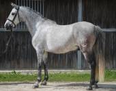 Rare ! PRE taille poney 