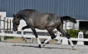 Pure race espagnol fils de Poeta de Susaeta 