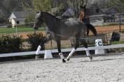 Pure race espagnol fils de Poeta de Susaeta 