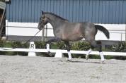 Pure race espagnol fils de Poeta de Susaeta 