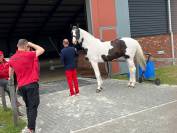 Etalon dressage en pension compl&egrave;te saumur