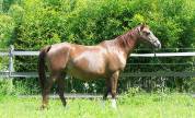 Poulain CSO ou CCE robe originale 