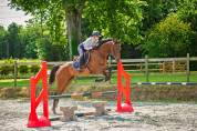 Top Quality Thoroughbred Gelding for Sport, Modern Type