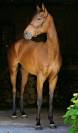 Top Quality Thoroughbred Gelding for Sport, Modern Type
