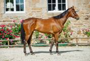 Top Quality Thoroughbred Gelding for Sport, Modern Type