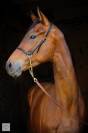 Top Quality Thoroughbred Gelding for Sport, Modern Type