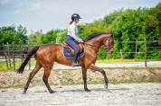 Top Quality Thoroughbred Gelding for Sport, Modern Type