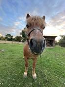 Shetland Entier