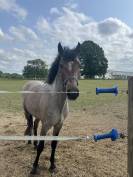 PONEY PFS