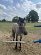 PONEY PFS