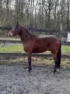 Poney hors c&ocirc;te 