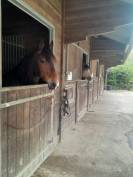 Poney hors c&ocirc;te 