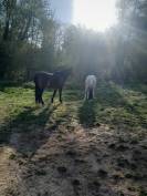 Poney hors c&ocirc;te 