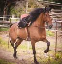 Jument Hispano Arabe