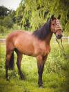 Jument Hispano Arabe