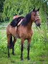 Jument Hispano Arabe
