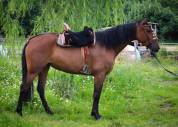 Jument Hispano Arabe