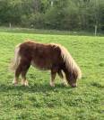 shetland PP