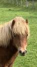shetland PP