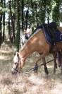 Vente ponette C