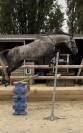 Hongre CSO/Dressage 9 ans 