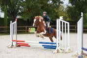Caballo castrado Origen No Constatado En venta 2006 P&iacute;o