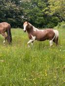 Caballo castrado Origen No Constatado En venta 2006 P&iacute;o