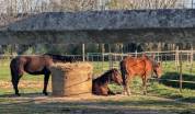 Pensions chevaux &agrave; Landelles (28)