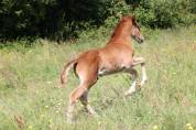 Poulain m&acirc;le lusitanien PP 