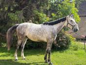 &Agrave; vendre hongre anglo arabe de 6 ans gris