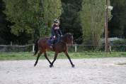? &Agrave; VENDRE : Hongre de 8 ans ?