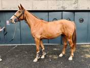 &Agrave; vendre jument SF de 4 ans 