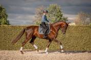 Talentvolle 4‑jarige ruin te koop