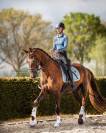 Talentvolle 4‑jarige ruin te koop