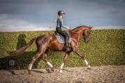 Talentvolle 4‑jarige ruin te koop