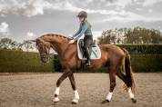 Talentvolle 4‑jarige ruin te koop
