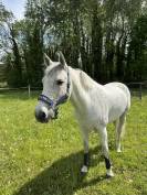 Poney d&rsquo;As &agrave; vendre 