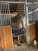 Poney d&rsquo;As &agrave; vendre 