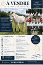 Poney CSO &agrave; vendre 