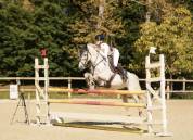 Castrone PFS Pony Francese da Sella In vendita 2016 Grigio