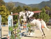Castrone PFS Pony Francese da Sella In vendita 2016 Grigio