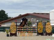 Poney d&rsquo;avenir &agrave; vendre 
