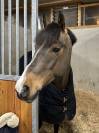Poney d&rsquo;avenir &agrave; vendre 