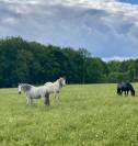 Pension Chevaux au pr&eacute; - 19320 Champagnac-la-Prune