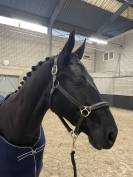 Hongre 4ans par Kjento