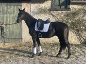 Hongre 4ans par Kjento