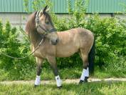 Cheval PRE Orgulloso 