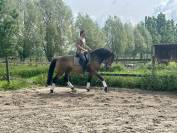 Cheval PRE Orgulloso 